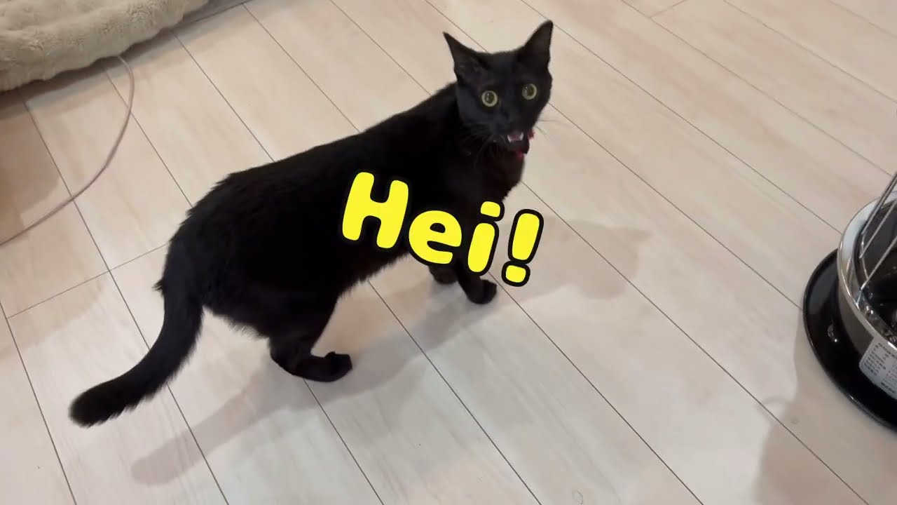 遊びたくてしゃべりまくる黒猫ジジ🐈‍⬛ - YouTube