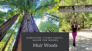 Muir Woods Directions, Costs, and Inside the woods! ❤