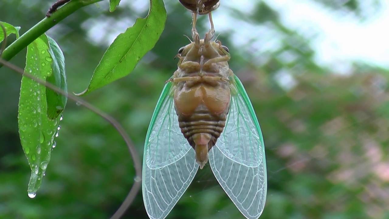クマゼミの羽化 Youtube クマゼミの羽化 Youtube