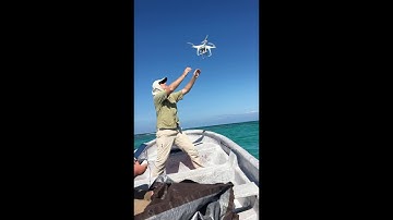Aerial drone mapping of live coral cover