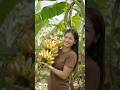 Banana #fruit #shortvideo #youtube