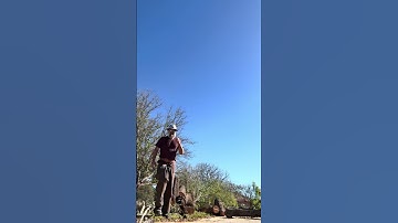 Felling ash tree main stem