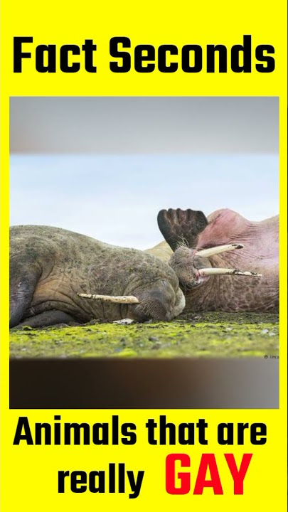 Animals that are actually a GAY | #shorts #facts #amazingfacts