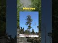 Do You Know The Names Of These Trees English Englishvocabulary Learnenglish 