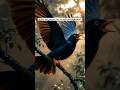 குயில் ஏன் தன் கூட்டை கட்டிக்கொள்வதில்லை? | Why Cuckoo Never Builds Its Own Nest?