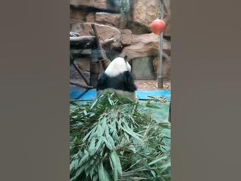 Giant Panda eating, captured from behind. At Chengdu Zoo, Sichuan ...