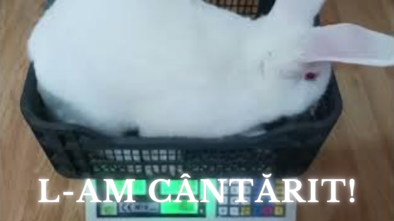  Uriaș alb la 4 luni!