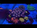 How to grow Zoas (my method)