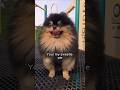 YOU ARE MY EVERYTHING 🥰 🤗 #pomeranian #cutedog #MaverickThePomeranian
