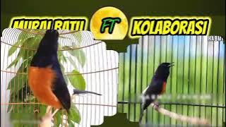 murai batu kolaborasi suara mantep #murai #muraibatu #burungkicau #muraigacor