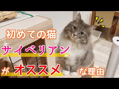 サイベリアンは、初めて猫を飼う人にオススメの猫種です！／Siberian cats are recommended for first-time cat owners【サイベリアンのラフィ#99】