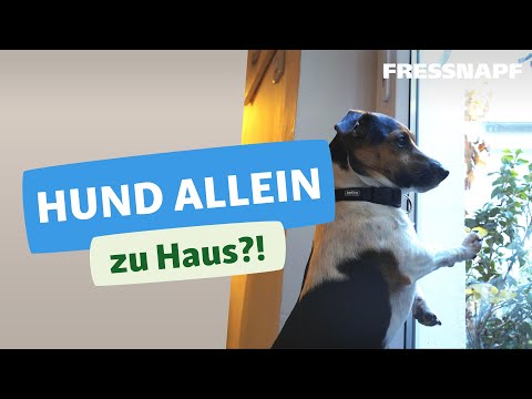 Video: So Trainieren Sie Ihren Hund Für Ein Neues Zuhause