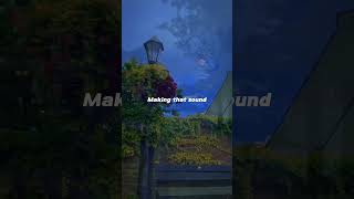 Maroon 5 - Animals | (Slowed reverb) | lyrics | aesthetic | slowed #Maroon5