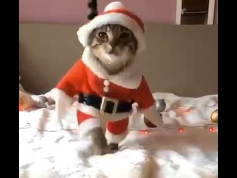 Jingle Bells Song Bhojpuri Version Must Watch