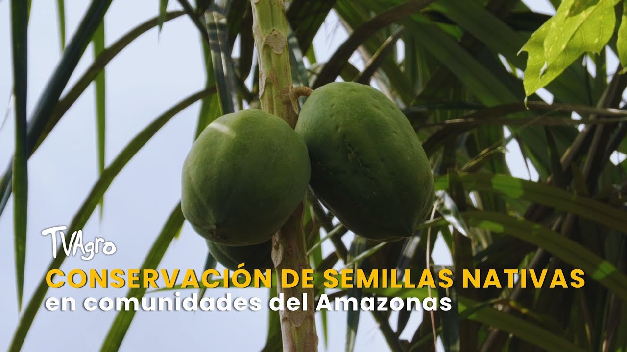 Conservación de semillas nativas en comunidades del Amazonas- TvAgro ...