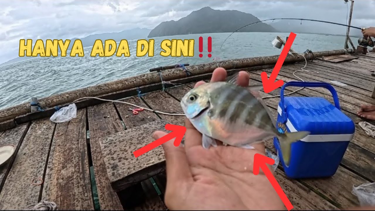 TERNYATA SEGAMPANG INI MANCING IKAN DI RUMAH APUNG SIMBARONCE‼️