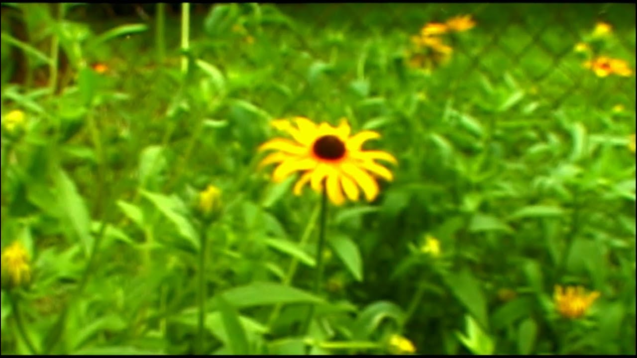 Sony DCR-TRV900 Test