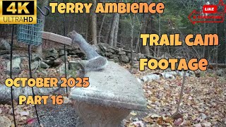 4k Trail Camera Footage October 2025 Part 16