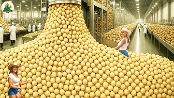 How Millions Tons of Macadamia Nuts Are Processed  – Amazing Macadamia Nut for Fresh & Oil