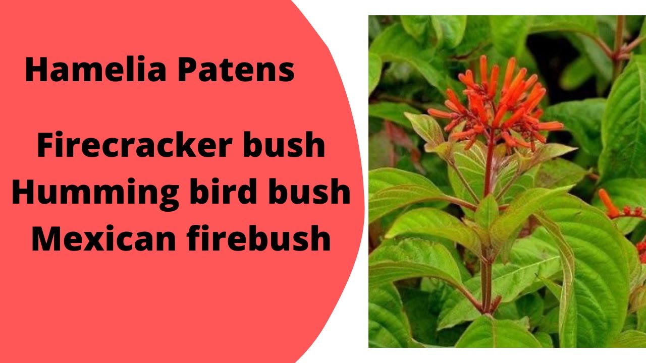Hamelia patens Mexican firebush Hummingbird bush Firecracker shrub Orange red flowers attract bees