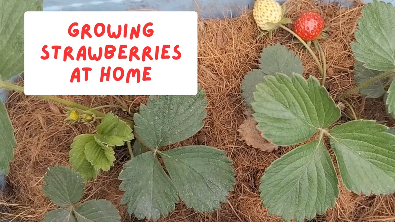 Growing Strawberries at Home - YouTube