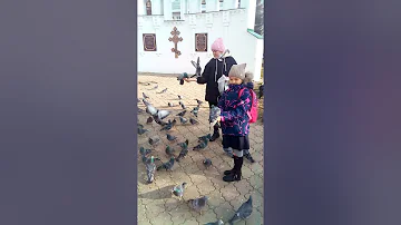 Голуби едят из рук. Как нужно правильно кормить голубей.