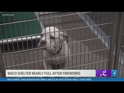 Waco animal shelter nearly full after Fourth of July fireworks send ...