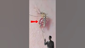 When a Mosquito Gets Too Greedy…🦟#AnimalShorts #FYP #ViralShorts