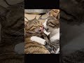 soft love in a loud world #cat #magichour #fyp #catlover #us