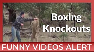 Funny Kangaroo Spars With Man