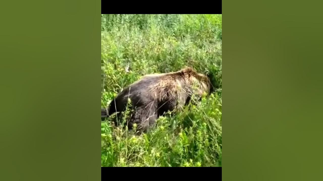 Медведь убил отца и сына фото