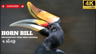 Hornbill | Birds Simple Videos | Beauty of universe