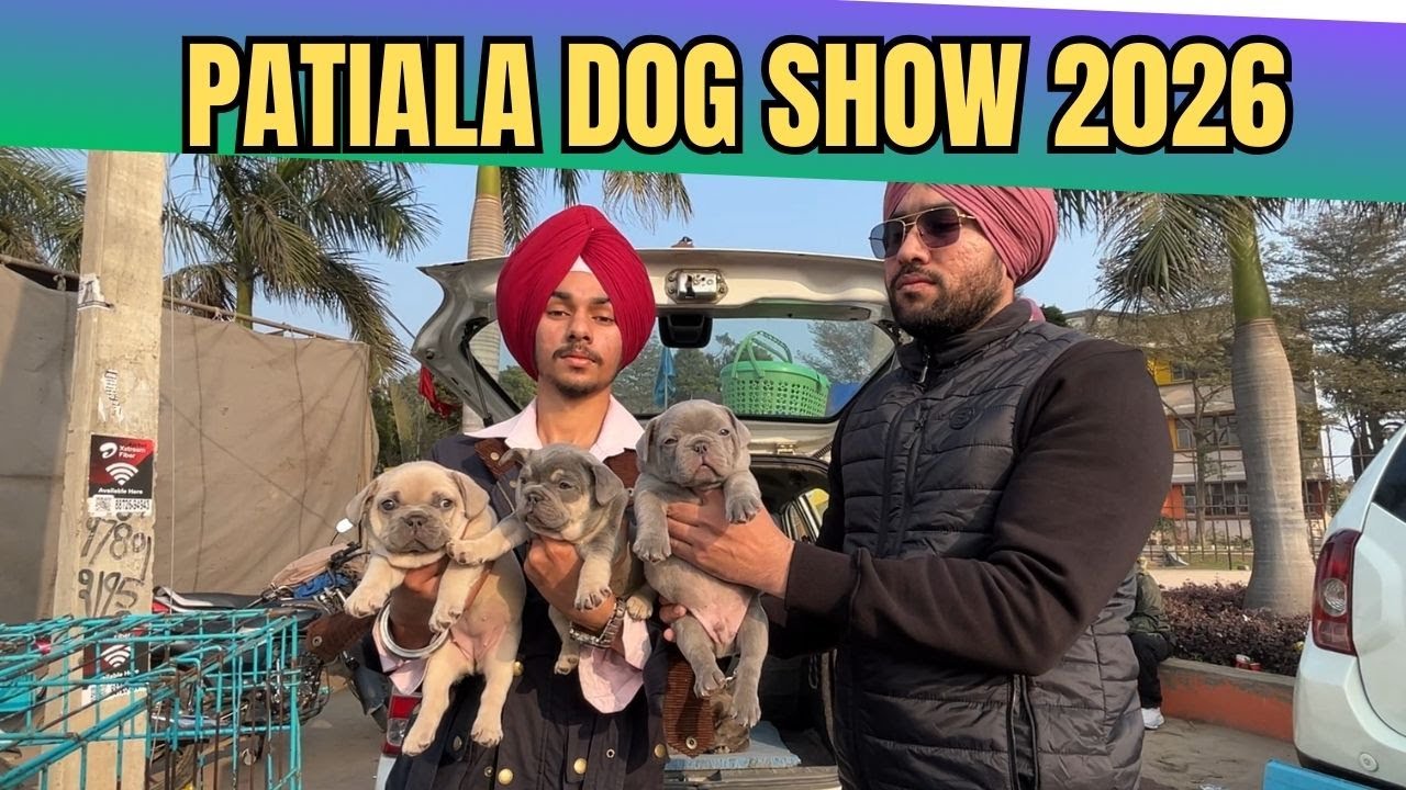 Puppy market in India at cheapest rates| Wholesale Dog market outside Patiala Dog show 2026