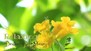 Download Lagu Relaxing Fuin Studio ‼️ Musik Piano, Mari Main Piano, Seindah Semerbak Mengharum Bunga Mawar Merah. MP3