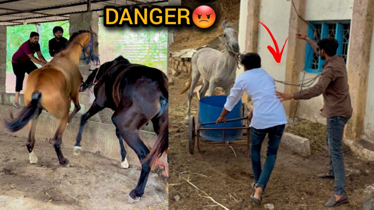 Itne KHATARNAK GHODE aapne aaj se pehale kabhi nahi dekhe honge 😭