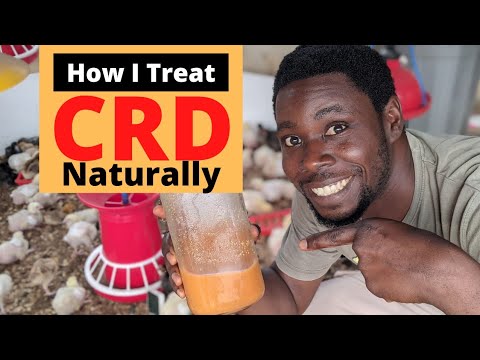 How to Treat CRD in Chickens | FAST NATURAL REMEDY FOR COUGH