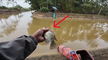 Wild Tilapia Fishing with Earthworms – Natural Bait Success!