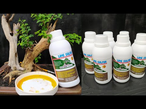 Video: Apa Itu Lime Sulphur - Bagaimana Dan Kapan Menggunakan Lime Sulphur Di Kebun