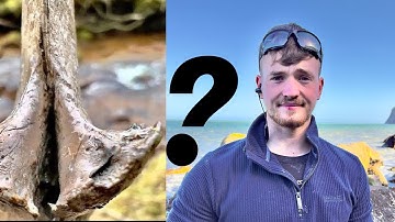 What is THIS Fossil?! Ep 2 | Fossil Hunter