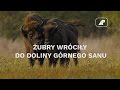 Żubry wróciły do doliny górnego Sanu