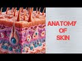 “Anatomy of Skin: Layers, Functions & Structure Explained | Dermatology Essentials”- DVL