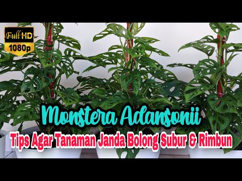 Tips dan Trik Agar Tanaman Janda Bolong atau Monstera Adansonii Subur dan Rimbun