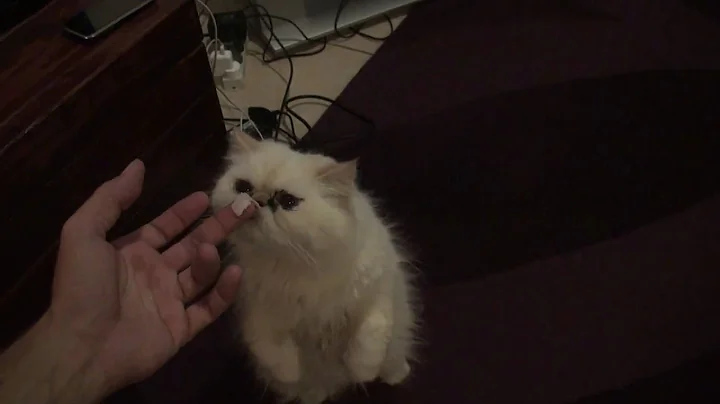 Video 520151: himalayan persian cat, flame point himalayan persian, persian cat eating