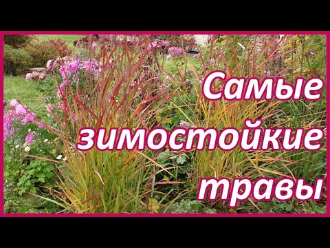 Морозостойкие декоративные злаки для сада Подмосковья. Проверено!