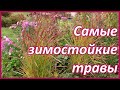 Морозостойкие декоративные злаки для сада Подмосковья. Проверено!