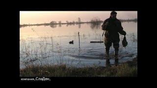 Весенняя охота на селезня с подсадной уткой.2.