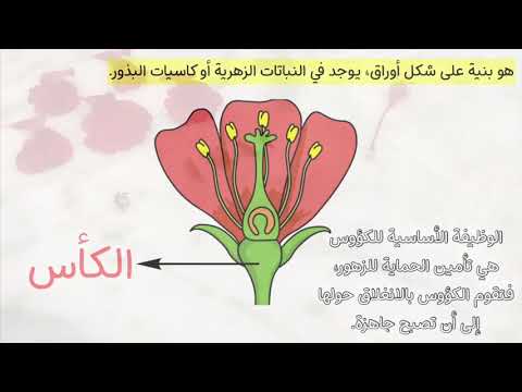 فيديو: Yellow Decembrist (16 صورة): ميزات الزهرة والأصناف وقواعد العناية بها