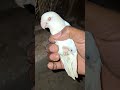 লাভবাট পাখি অসুস্থ #funny #farming