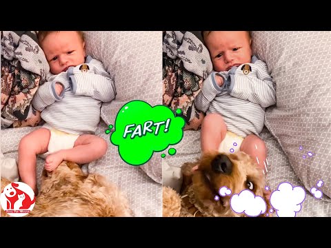 Top Funniest Baby Make A Super Fart #6 -  Animals and Baby Moments - Funny Pets Moments