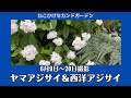 《山アジサイ＆西洋アジサイ》シェードガーデンにぴったり！大きくならない山アジサイがお勧め♪／日当たりが悪すぎると咲かない。。／購入品斑入りアジサイ等